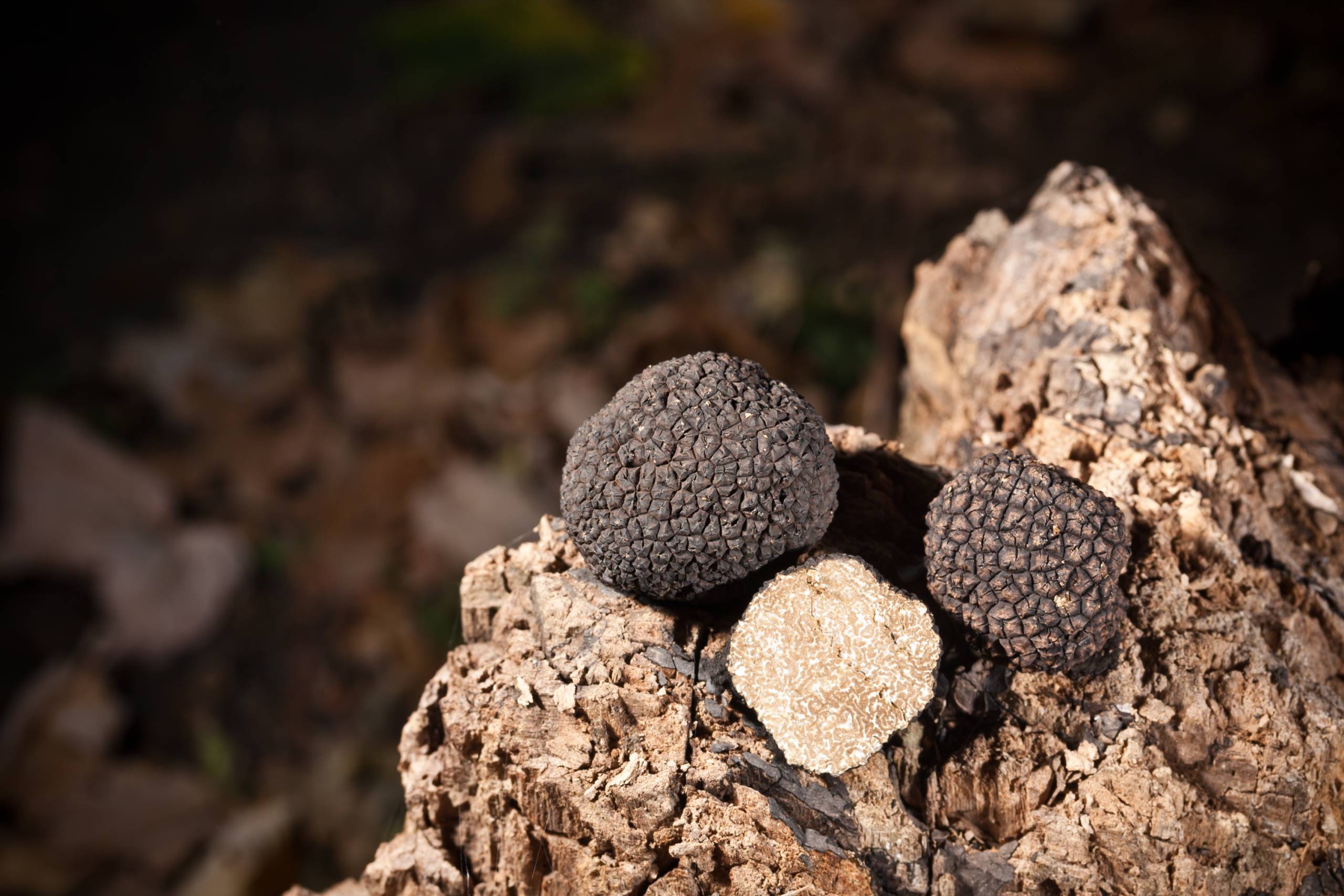 The Art of Truffle Hunting: Techniques, Tips, and Traditions