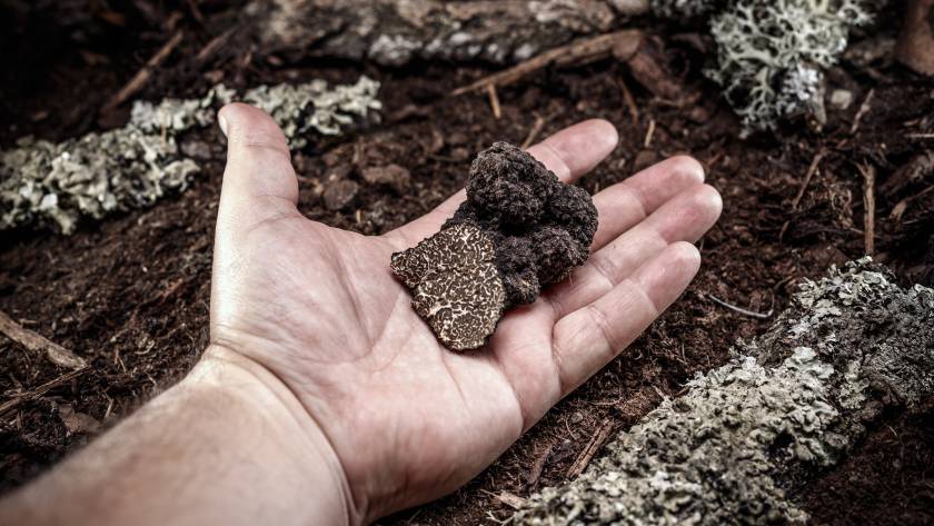 Man hand showing a black truffle