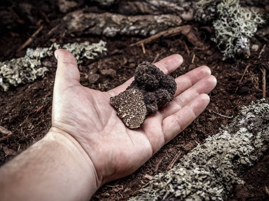 Man hand showing a black truffle